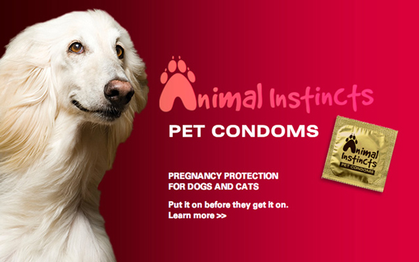 Pet Condoms - Pregnancy Protection For Pets by Animal Instincts 