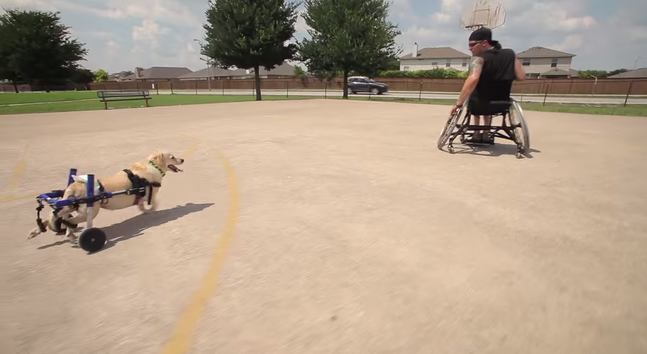The Most Heartwarming Story of a Man and His Dog – Viral by Kleenex